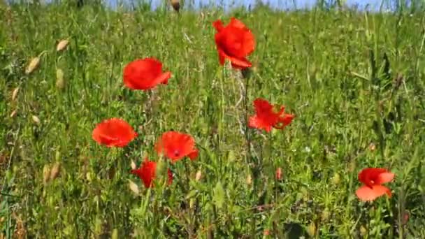 Poppy slingerbewegingen in de wind — Stockvideo