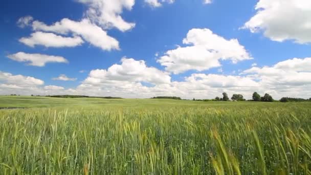 Wheat field — Stock Video