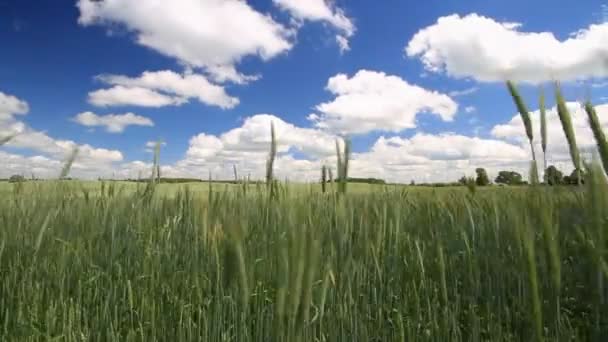 Campo de trigo — Vídeo de Stock