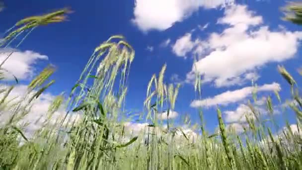 Пшенична сфера — стокове відео