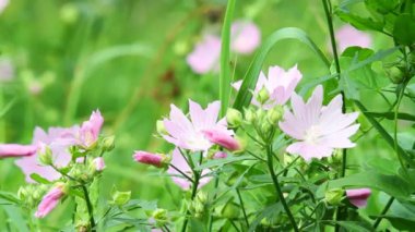 rüzgarda sway çiçek