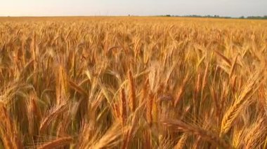 gün batımında çavdar