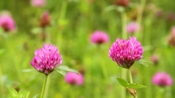 Red clover — Stock Video