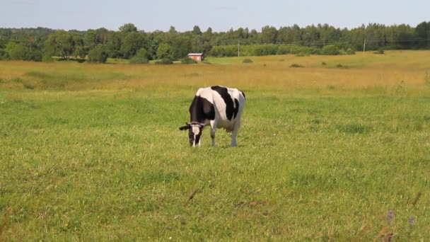 Ko äter gräs — Stockvideo