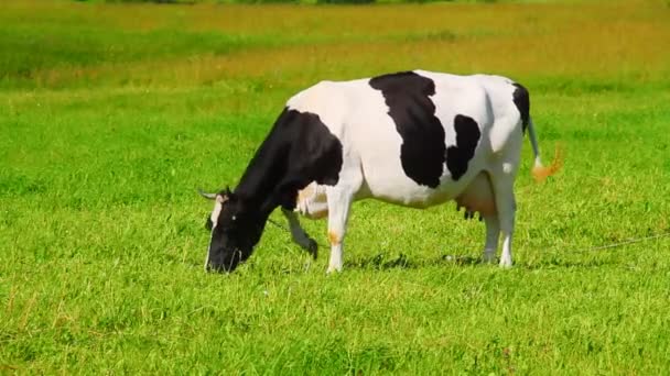 Cow eats grass — Stock Video