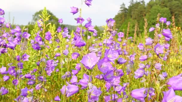 Las flores se balancean en el viento — Vídeo de stock