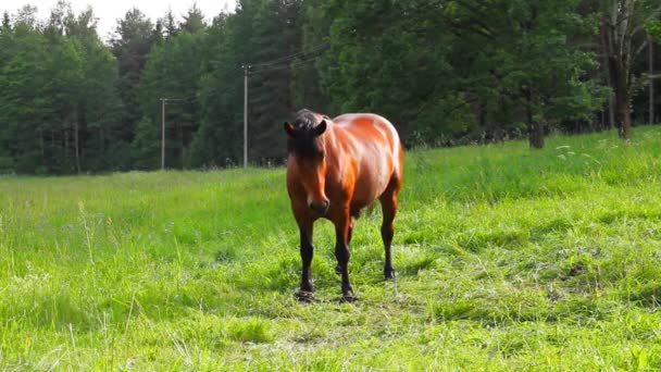 Caballo en el prado — Vídeos de Stock