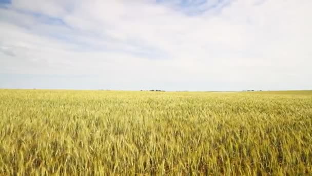 Pole pszenicy — Wideo stockowe