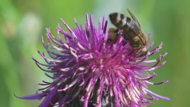 Бджола на квітковому макросі — стокове відео