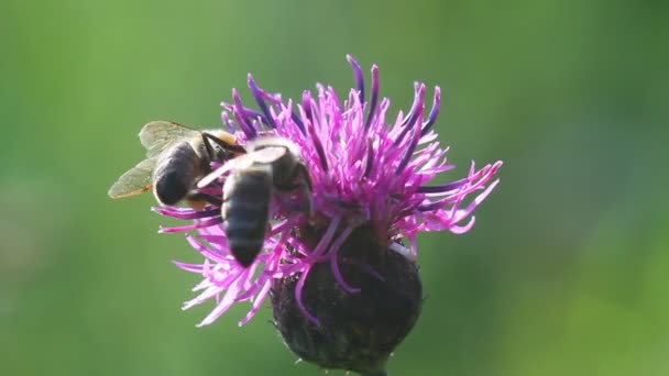 Bi på en blomma makro — Stockvideo