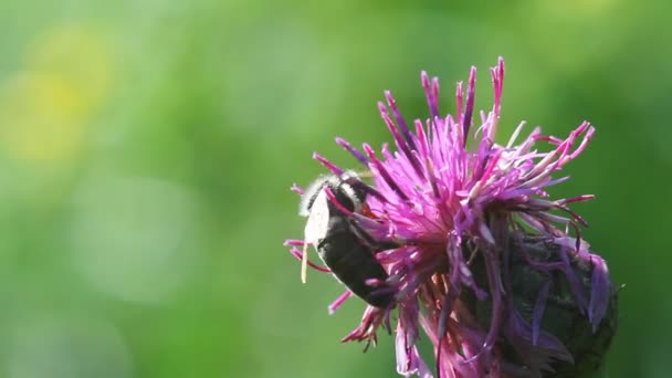 Abeille sur une macro fleur — Video