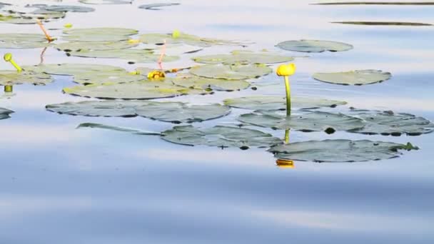 Flores de agua — Vídeos de Stock