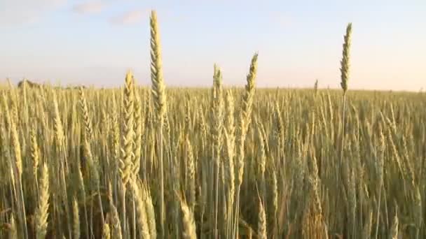 Пшенична сфера — стокове відео