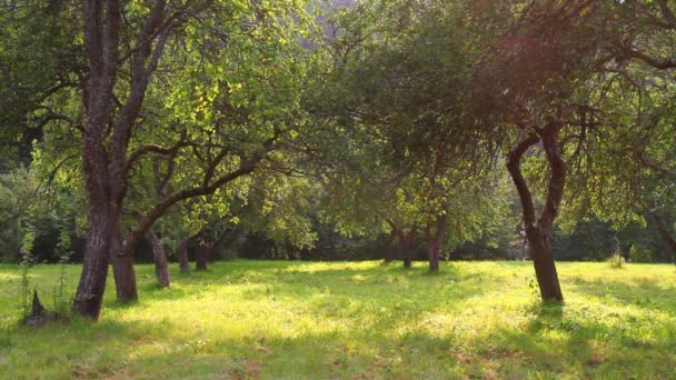 Apple trädgård, sommar — Stockvideo