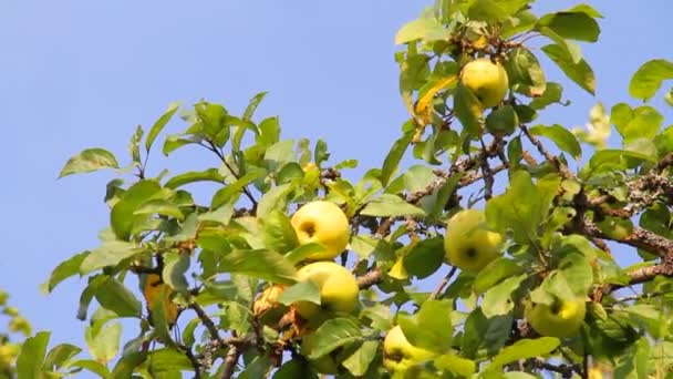 Ripe apples in the wind — Stock Video