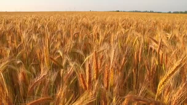 Жито на заході сонця — стокове відео