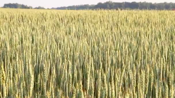 Campo di grano — Video Stock