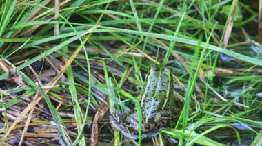 Gölette yeşil kurbağa