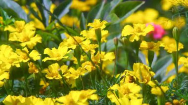 çiçekler rüzgarda sway