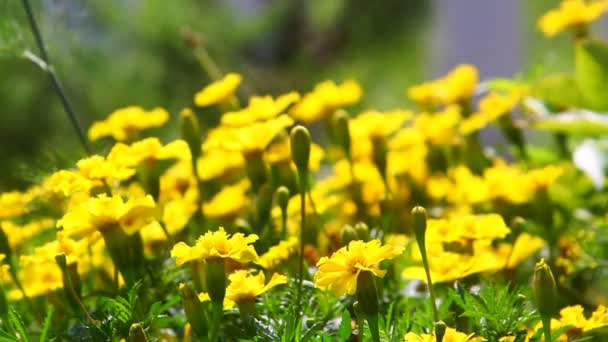 Bloemen zwaaien in de wind — Stockvideo