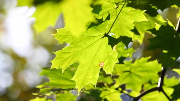 Hoja de arce de otoño — Vídeo de stock