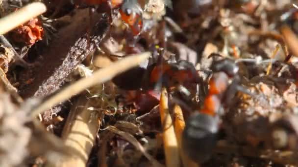 Ants building anthill, macro — Stock Video