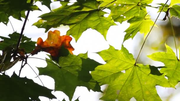 Autumn leaf on a branch — Stock Video