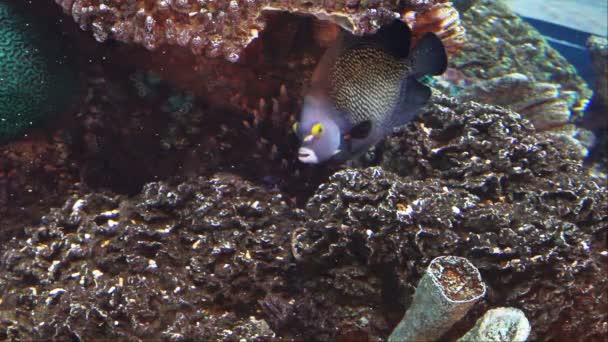 Peces en el acuario — Vídeo de stock