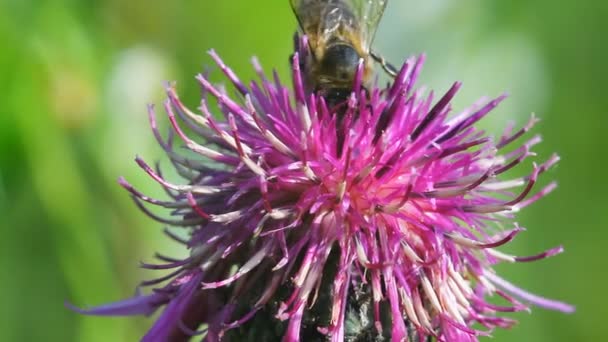 Bee on a flower macro — Stock Video