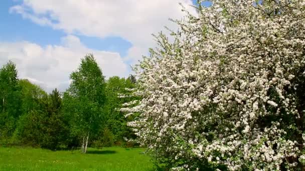 Apple tree blossom, våren landskap — Stockvideo