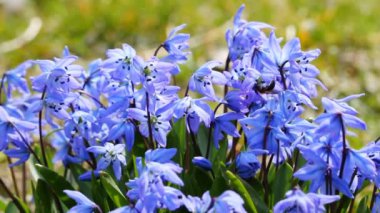 mavi çiçekler bahar