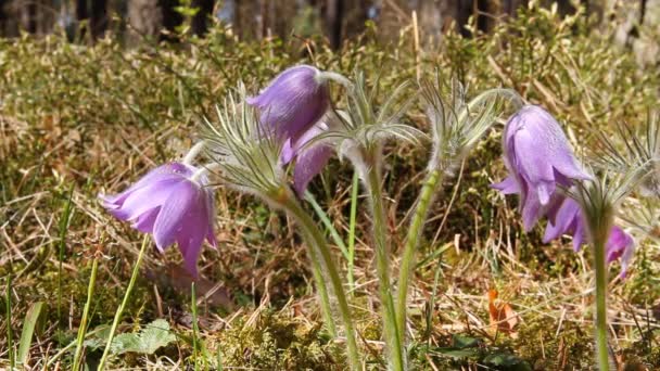 Eerste Lentebloemen bewegen in de wind — Stockvideo