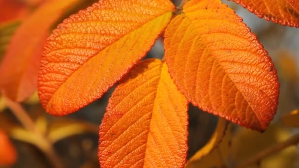 Feuilles d'automne de rose sauvage — Video