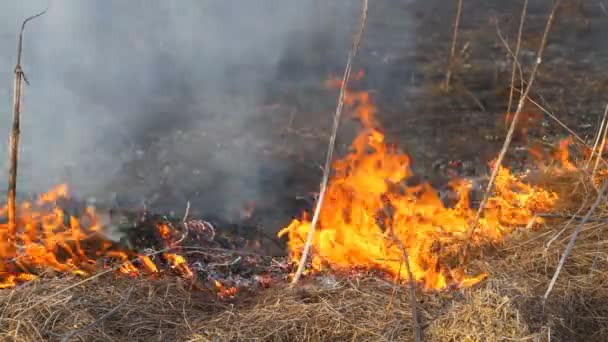 Burning dry grass — Stock Video