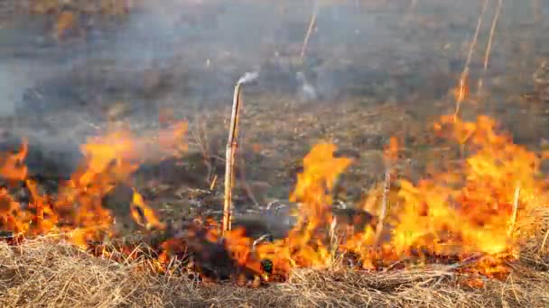 Förbränning av torrt gräs — Stockvideo