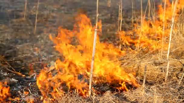 Burning dry grass — Stock Video