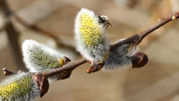 Willow, close-up — Stock video