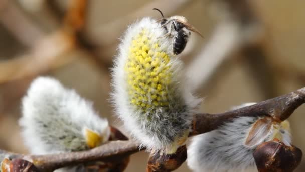 Willow, close-up — Stock video