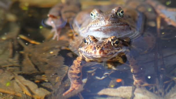 Kikker in de vijver — Stockvideo