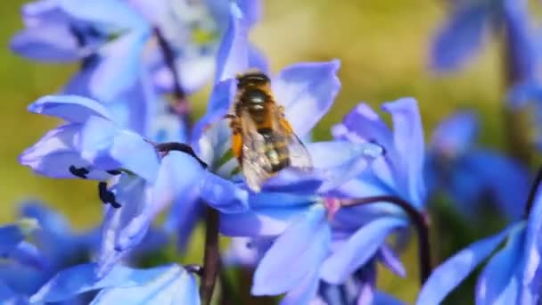 Blå vårblommor — Stockvideo