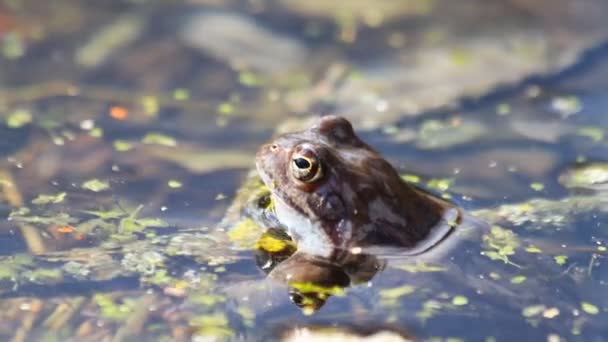 池の中のカエル — ストック動画