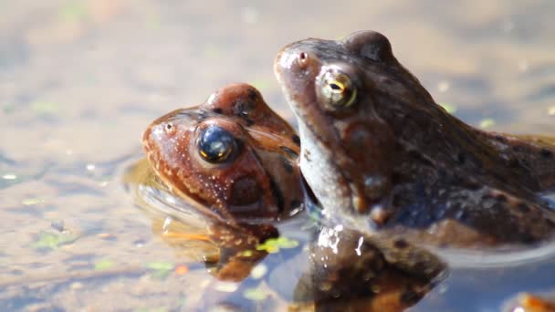 Frog in the pond — Stock Video