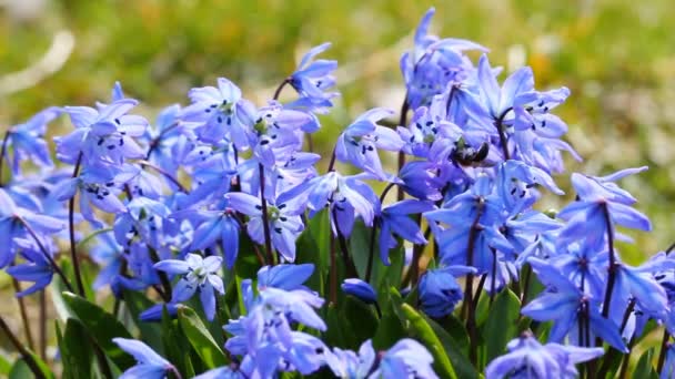 Primavera flores azules — Vídeo de stock