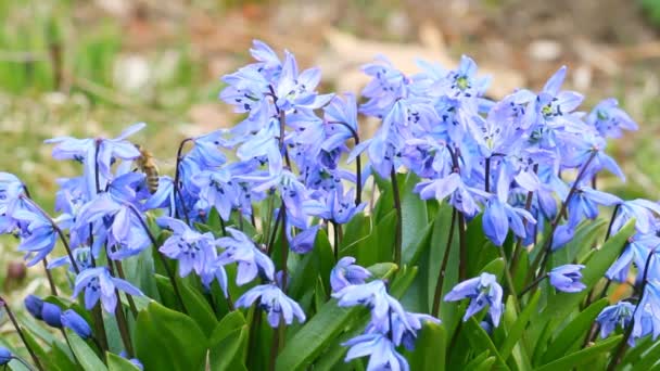 Primavera flores azules — Vídeo de stock