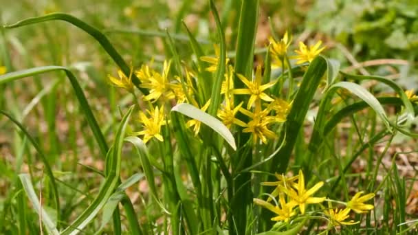 Gele Lentebloemen — Stockvideo