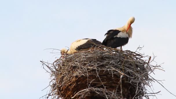 Storch im Nest — Stockvideo