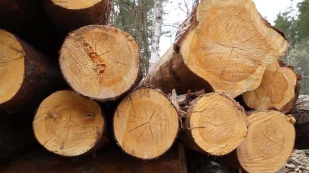 Sawn timber — Stock Video