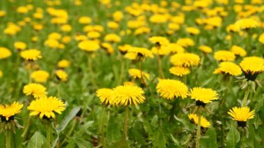 Dandelions çayırda