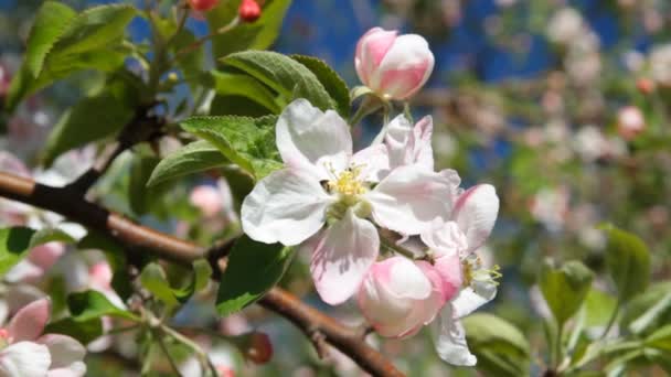 Äppelträd blomma — Stockvideo