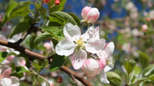 Fleur de pommier — Video